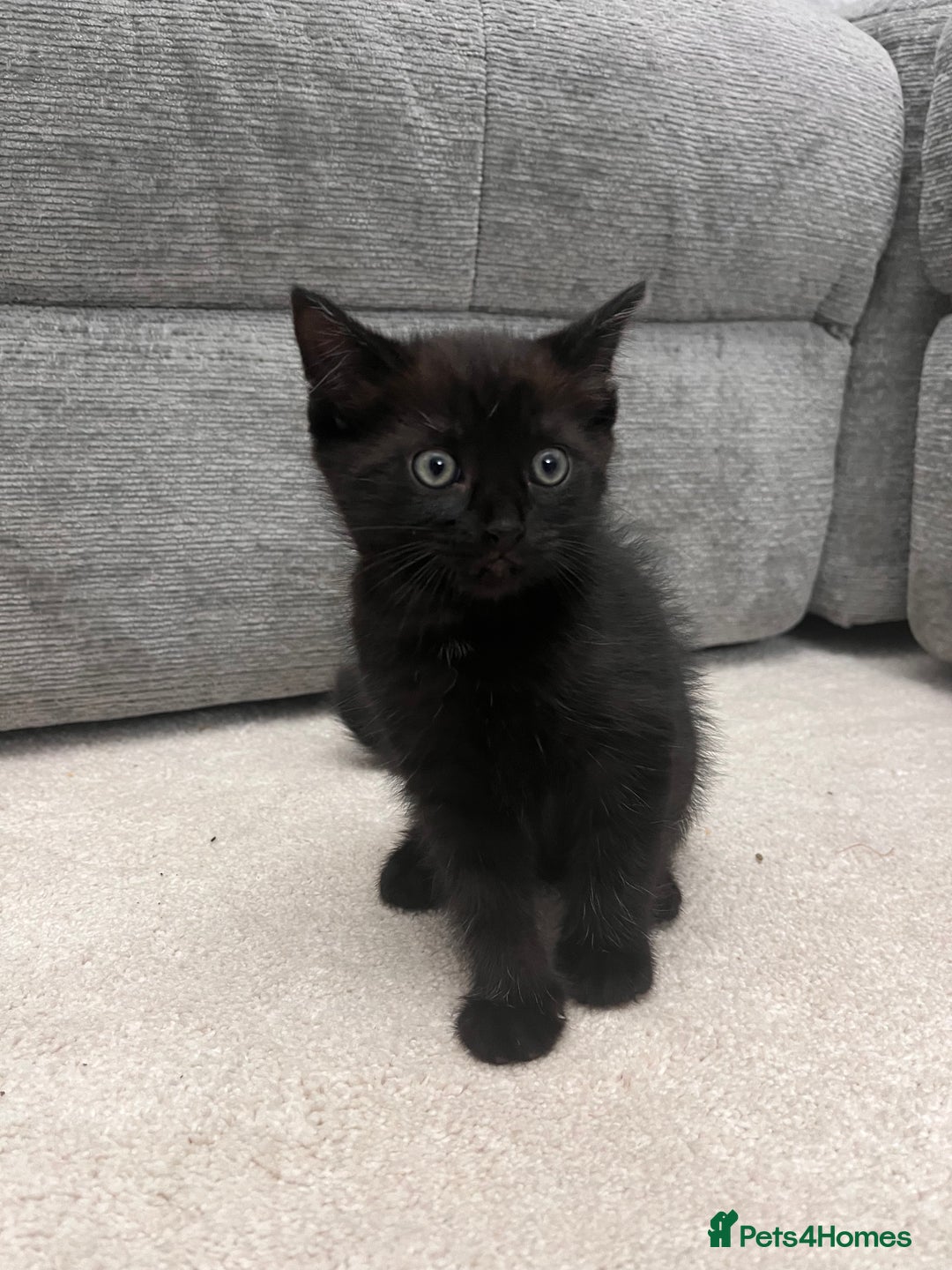 Mixed Breed cats for sale: White kitten friendly  - Image 9