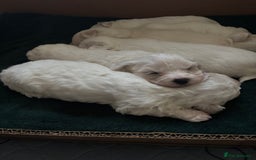 Mixed Breed dogs for sale: READY 🩷🩵F1 Coton de tulear  cross Maltese 😍 - Image 4