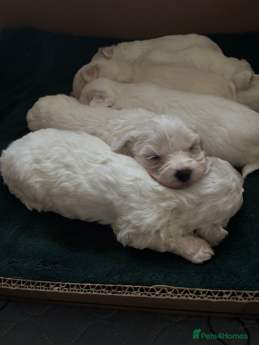 Mixed Breed dogs for sale: READY 🩷🩵F1 Coton de tulear  cross Maltese 😍 - Image 4