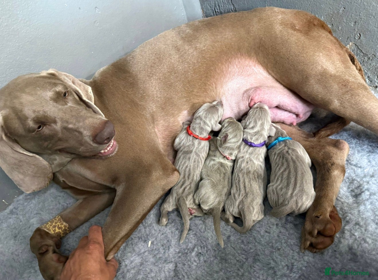 Weimaraner dogs Weimaraner Silver Grey Girl Pups - Ganult showline - Advert 2