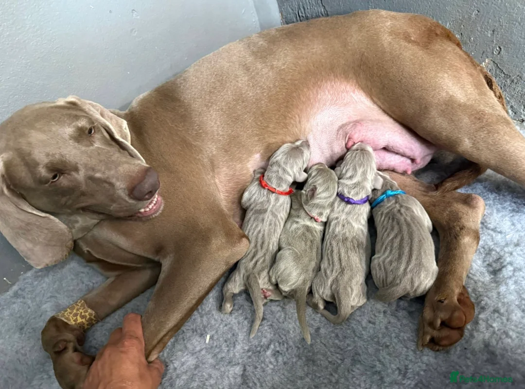 Weimaraner dogs for sale: Weimaraner Silver Grey Girl Pups - Ganult showline - Advert 2