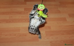 Bengal cats for sale: Adorable, affectionate, so cute kittens for sale!! - Image 13