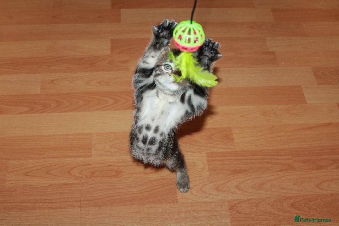 Bengal cats for sale: Adorable, affectionate, so cute kittens for sale!! - Image 13