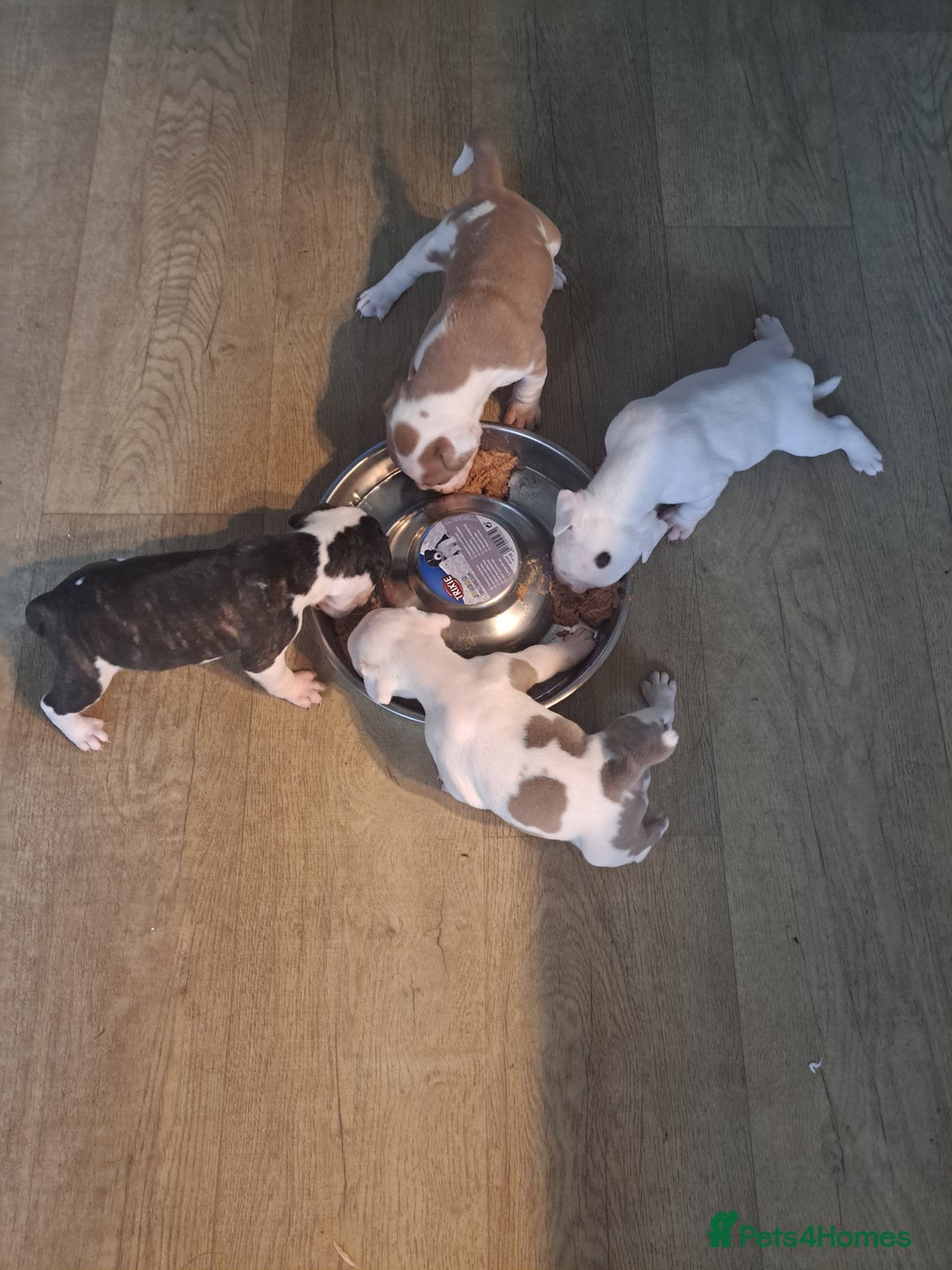 Dorset Olde Tyme Bulldogge dogs for sale: Olde tyme English bulldogs - Image 9