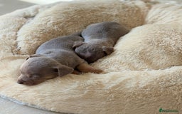Jack Russell dogs for sale: Jack Russell’s lilac and Tan.  - Image 10