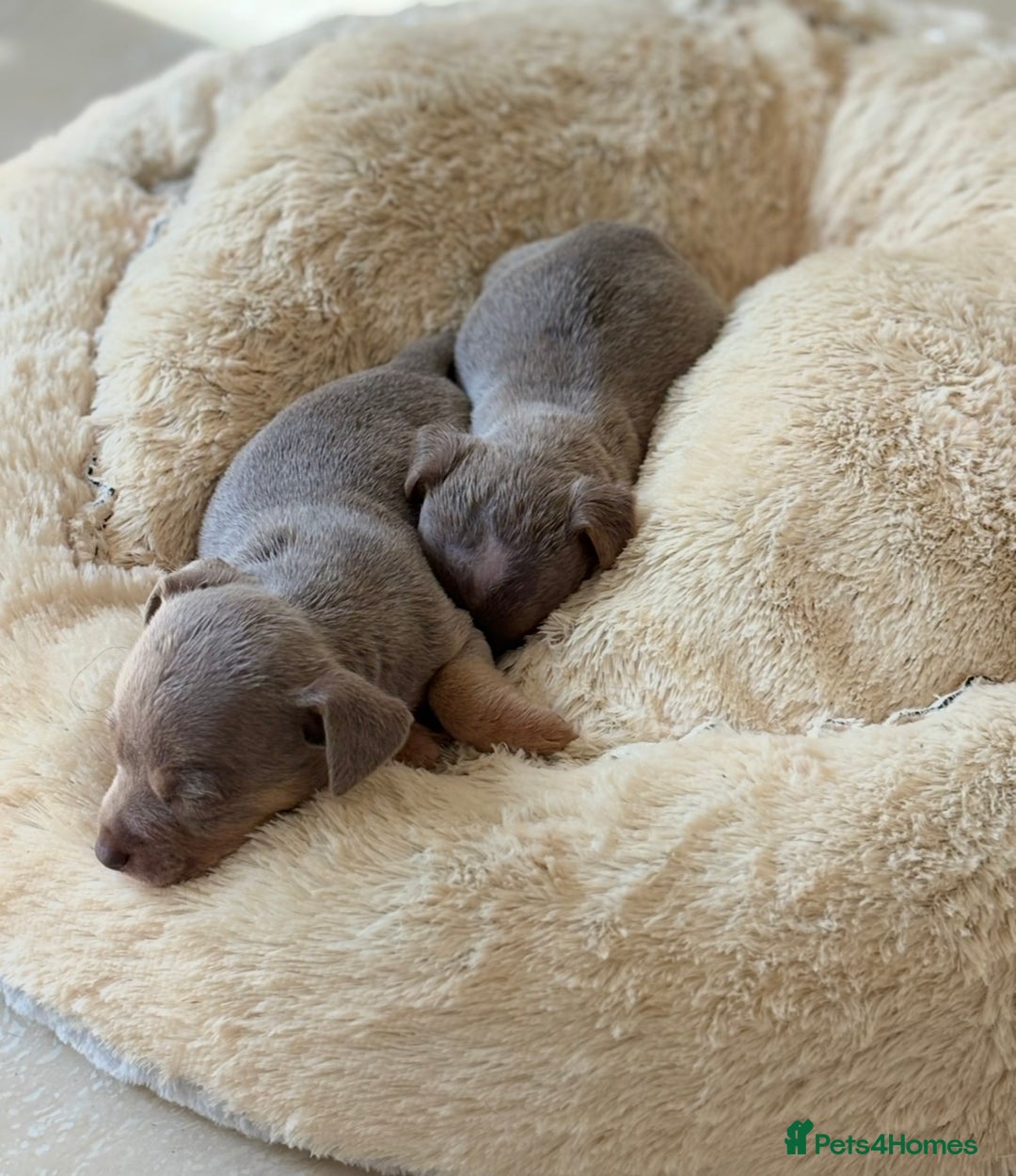 Jack Russell dogs for sale: Jack Russell’s lilac and Tan.  - Image 10