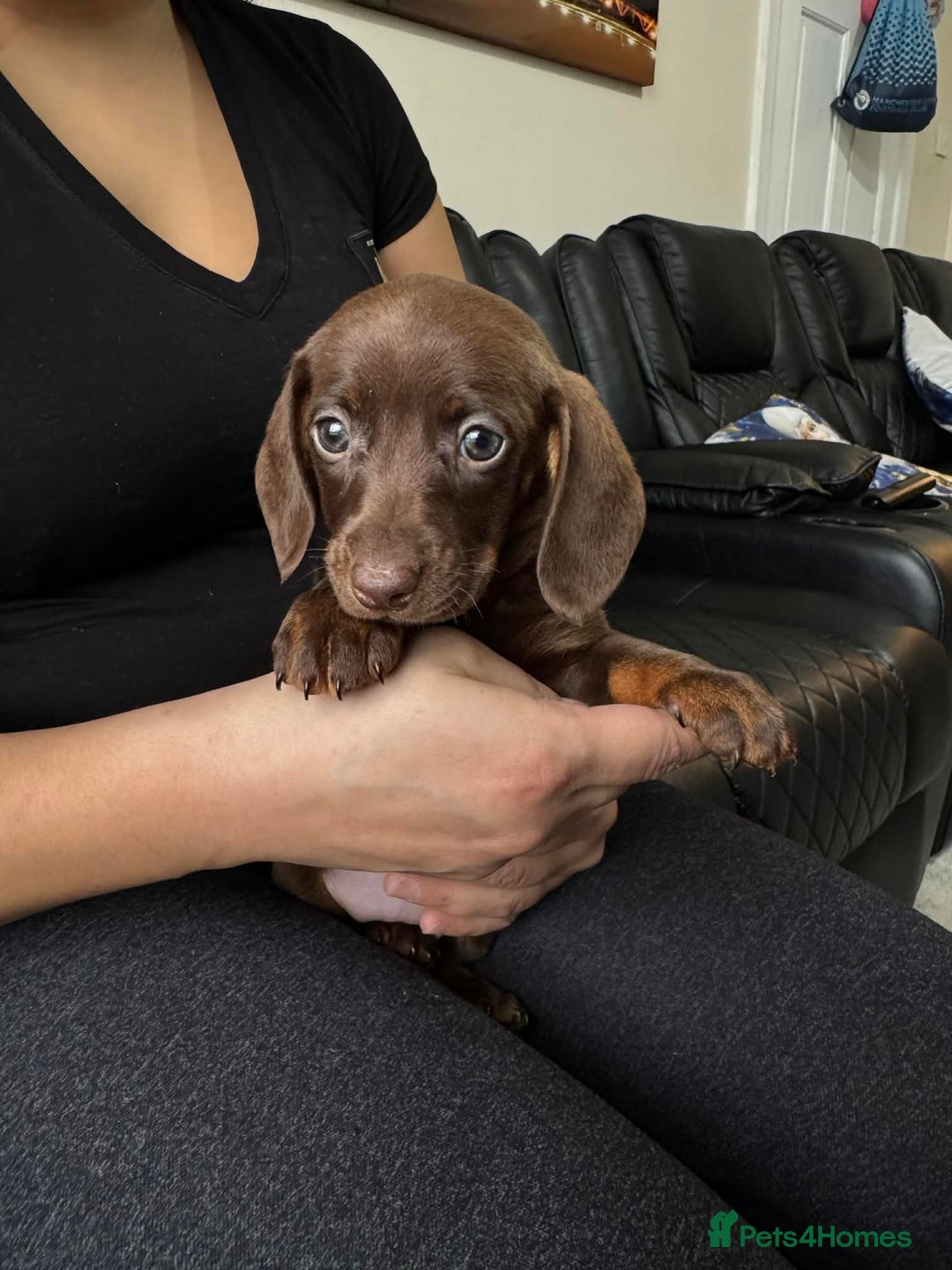 Dachshund dogs for sale: Miniature Dachshund puppies - Advert 8