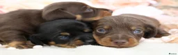 Miniature Dachshund dogs for sale: KC Miniature Dachshund Puppies - Advert 12