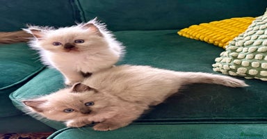 Ragdoll cats - Advert 14