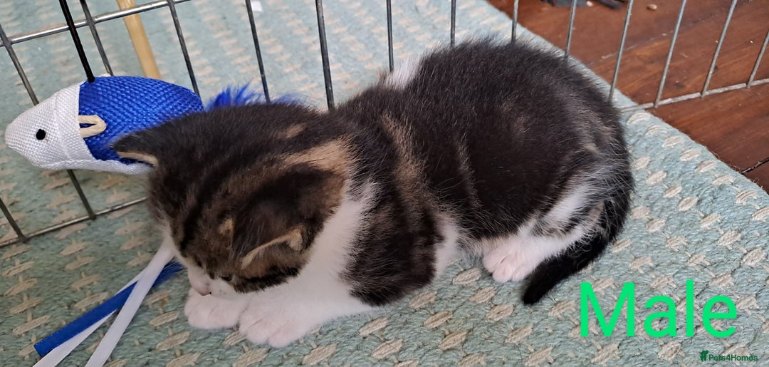 British Shorthair cats for sale: Tabby Female, White Tabby Male Kittens 4wks old - Image 6