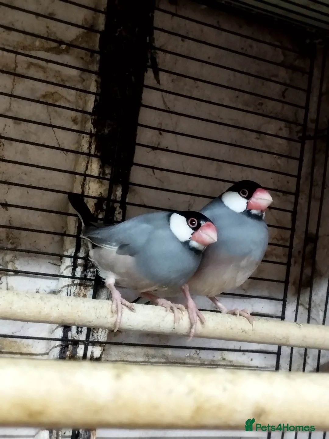 Canaries birds for sale: Canary's, green finch, silver, jarva sparrows  - Advert 22