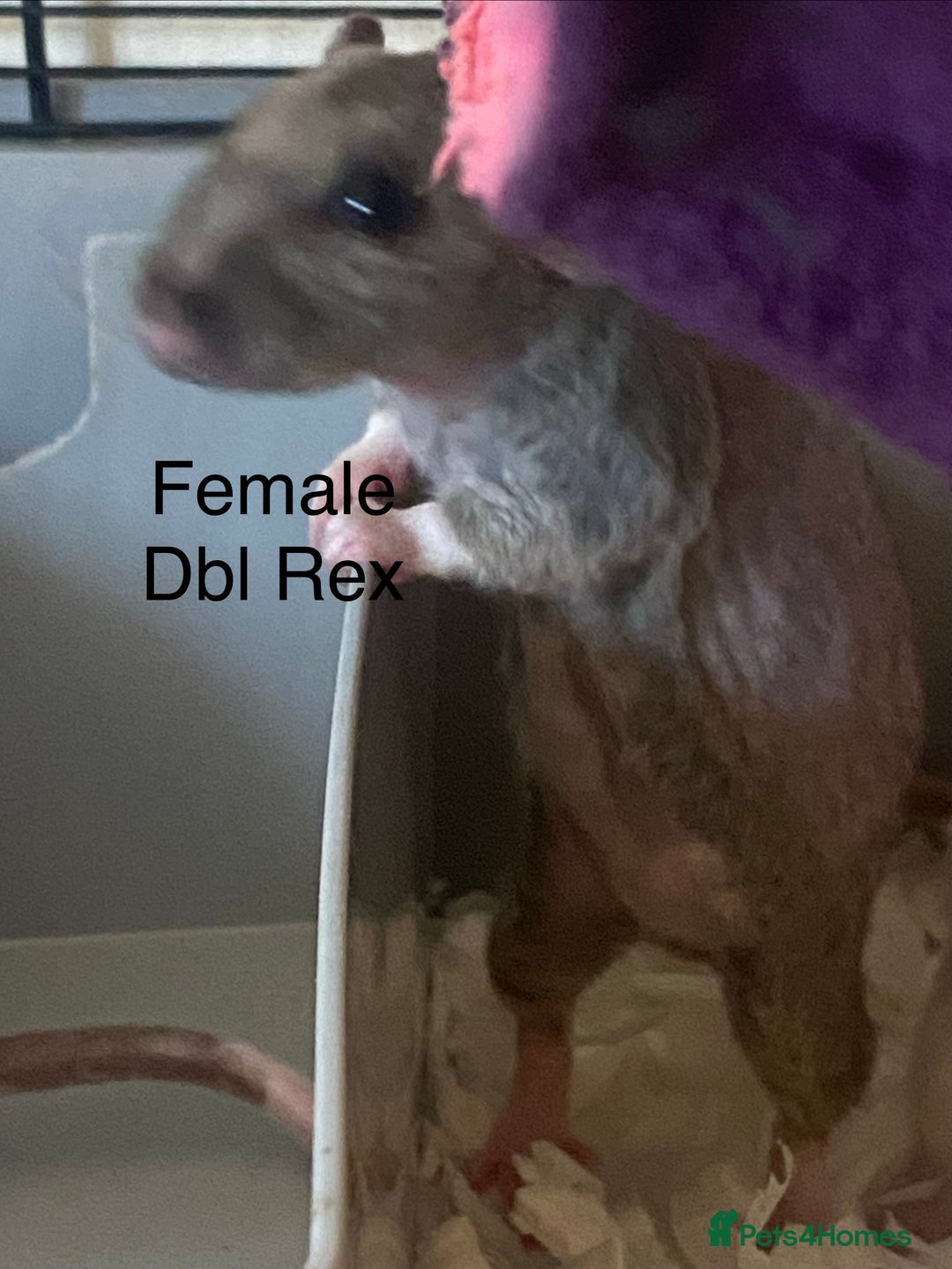 Rat rodents for sale: Baby Rats Female - Advert 4