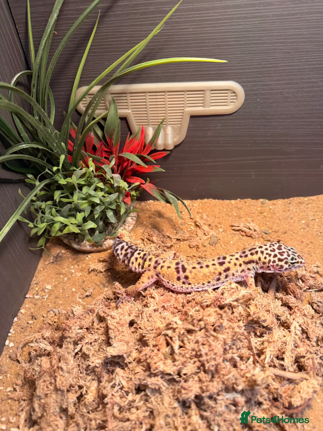 Leopard Gecko reptiles for sale: 10 month old female leopard gecko - Advert 16