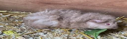 Guinea Pig rodents for sale: 🐹 Stunning Alpaca Guinea Pigs – 3 Male Brothers  - Advert 11