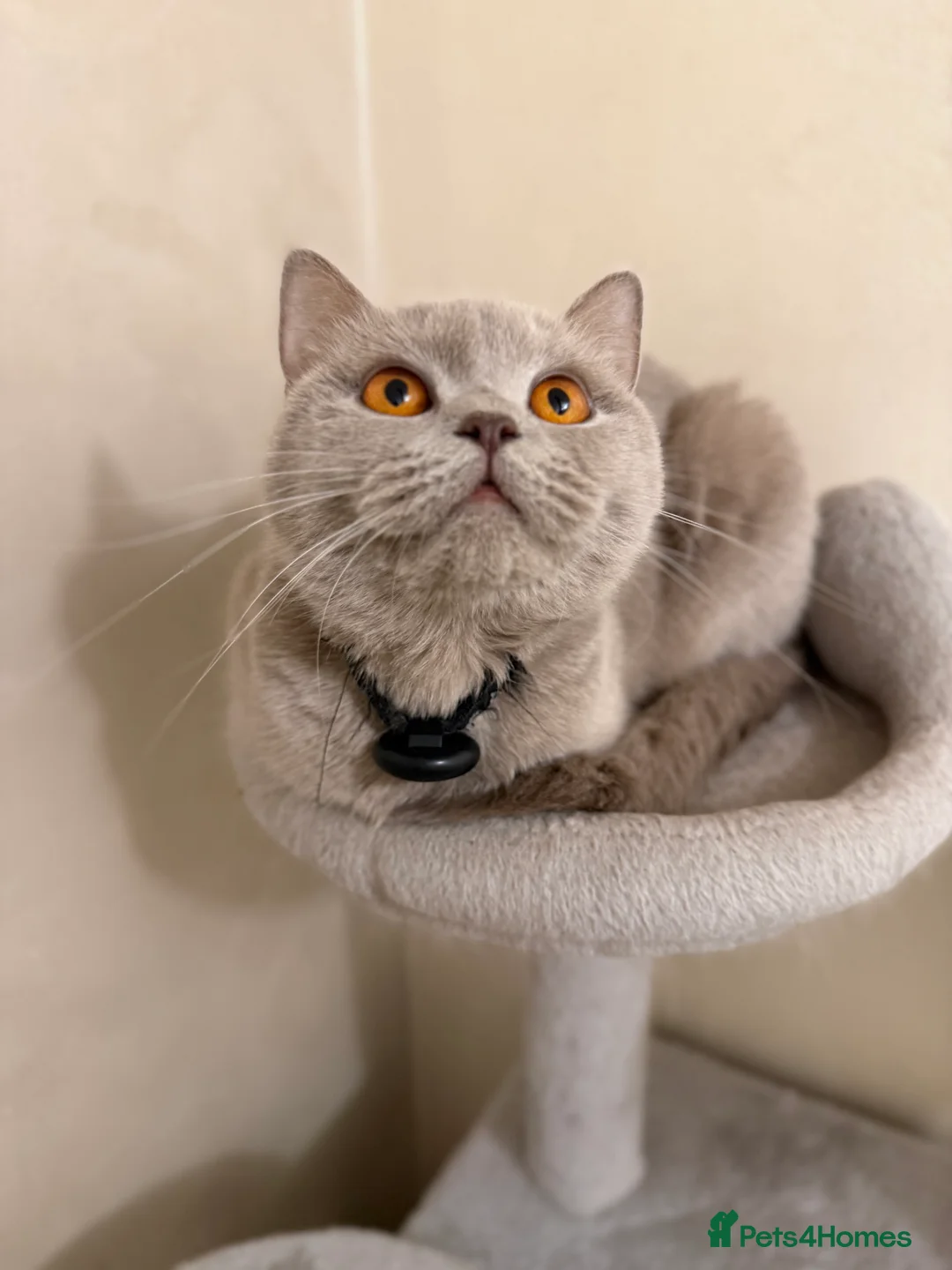 Scottish Fold cats for sale: 2 Scottish Fold Lilac Kittens for Sale - Advert 8