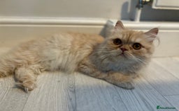 Persian cats for sale: Persian cross  - Image 10