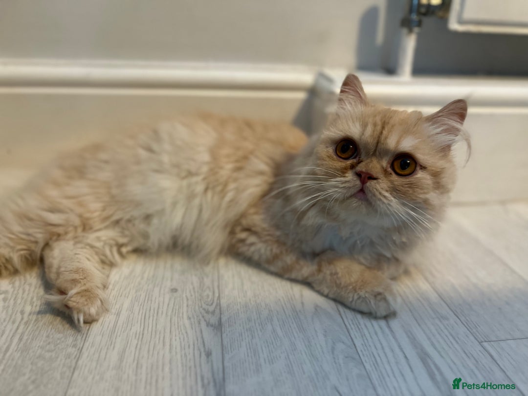 Persian cats for sale: Persian cross  - Image 10