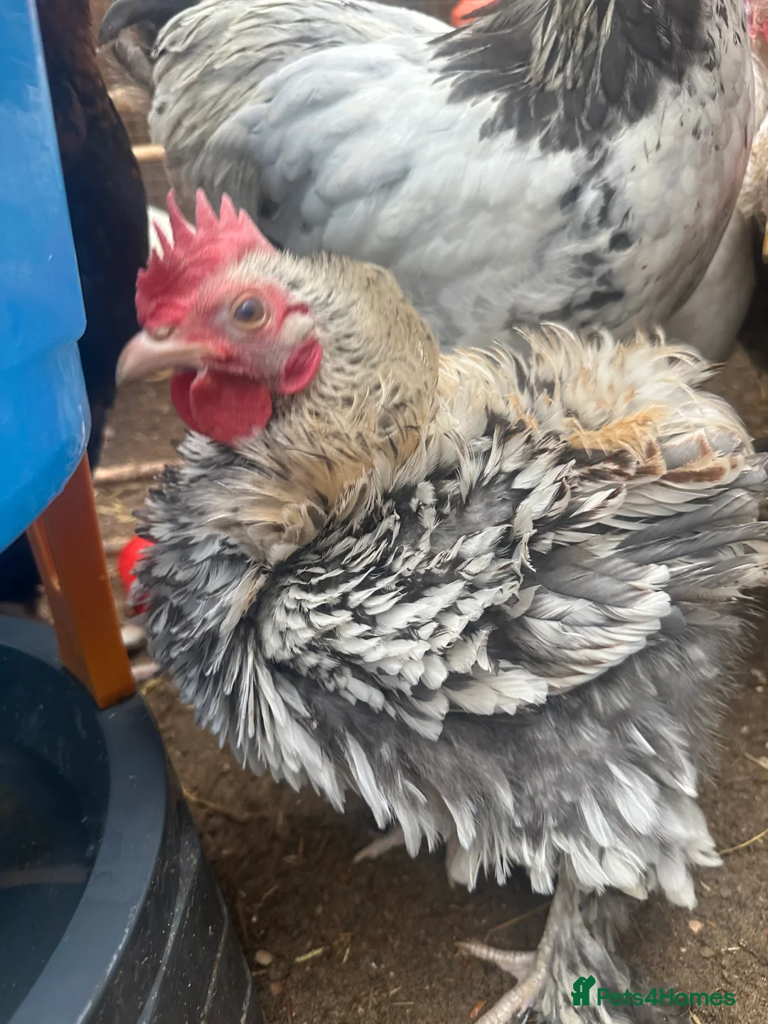 Chickens poultry for sale: Brahma ,silkie ,easter egger,pure and mixed breed - Advert 4