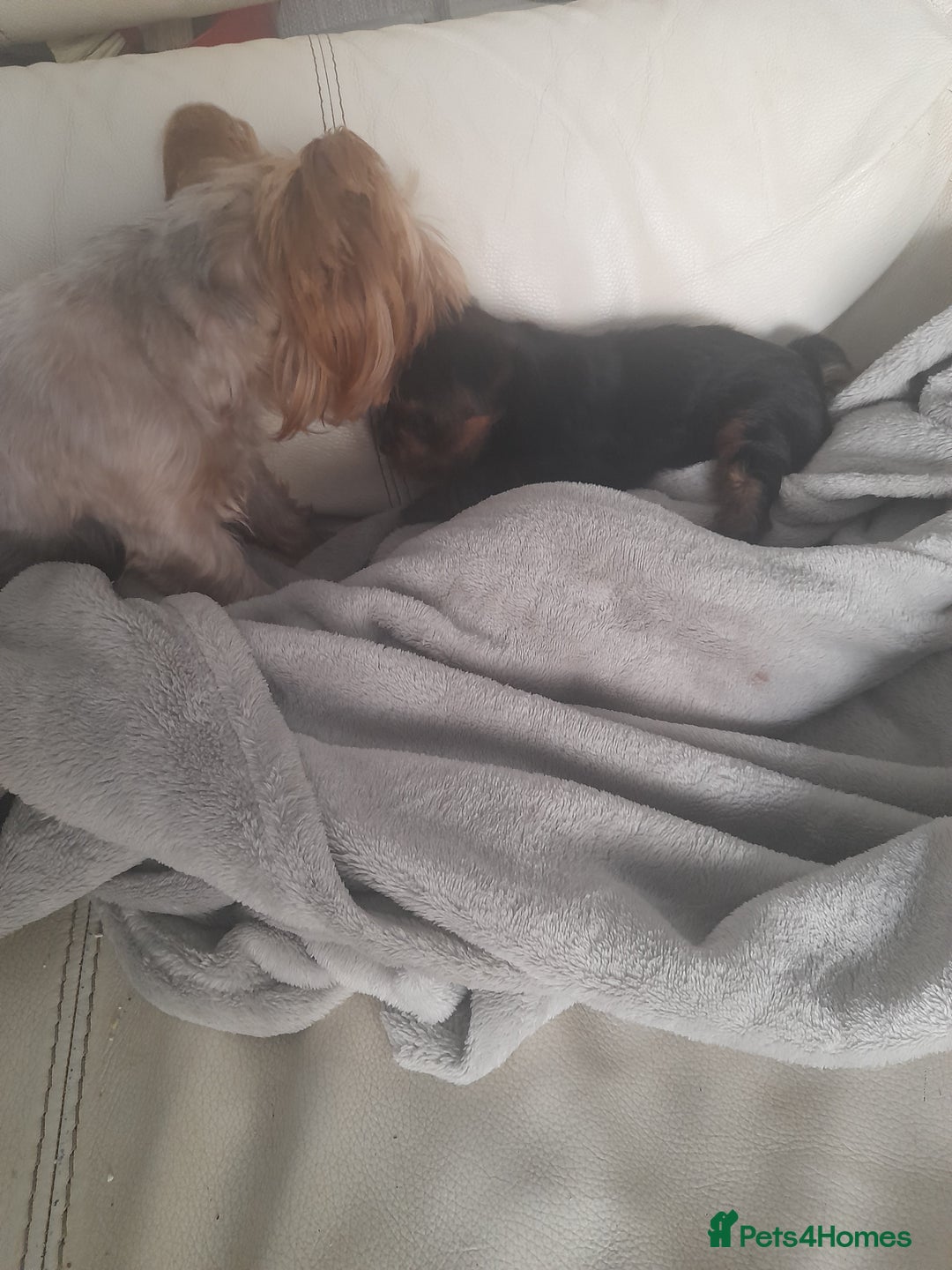 Yorkshire Terrier dogs for sale: Puppy Yorkshire terrier - Image 5