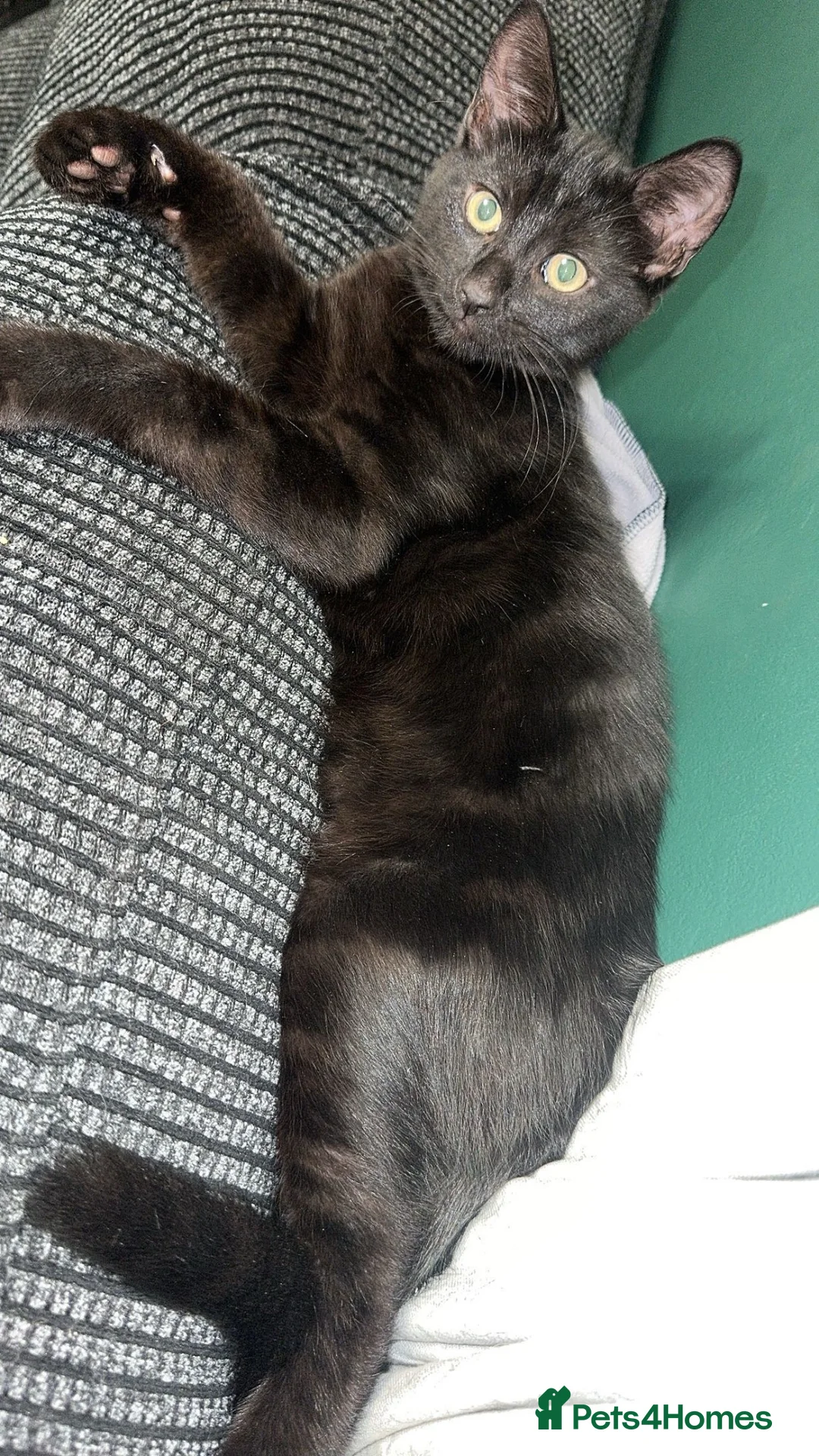 Mixed Breed cats for sale: Black kitten in Hull - Advert 2