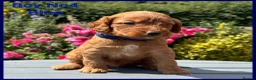 Cockapoo dogs for sale: Gorgeous Fox Red F1 Cookapoos  - Advert 28