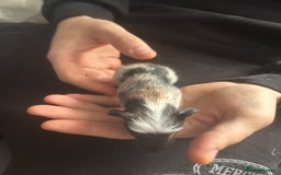 Guinea Pig rodents for sale: 3 baby American crested Guinea pigs  - Image 11