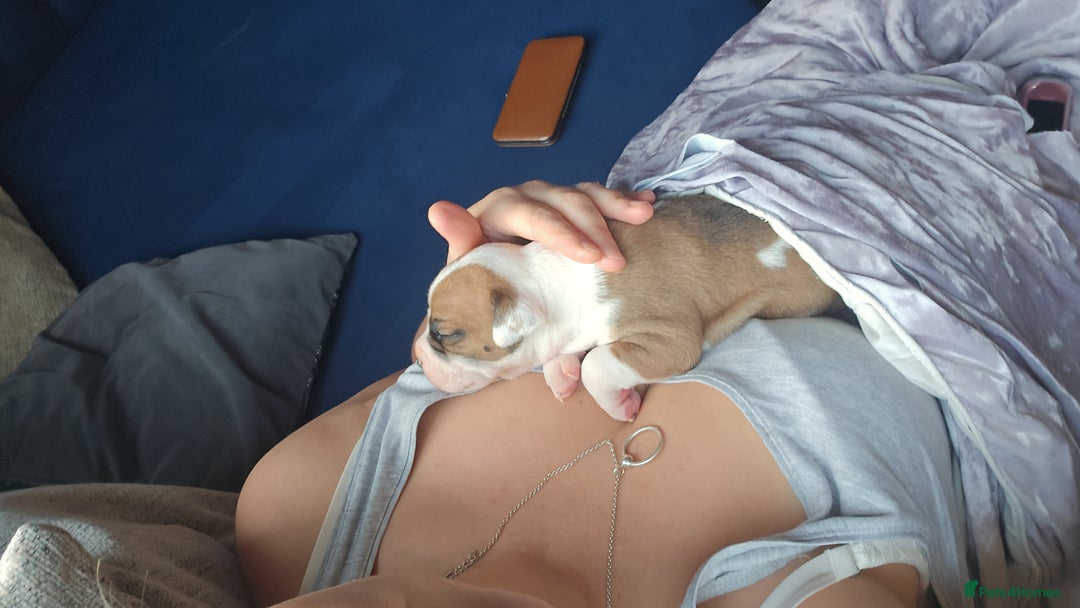 American Bulldog dogs for sale: American bulldog pups for sale - Advert 4