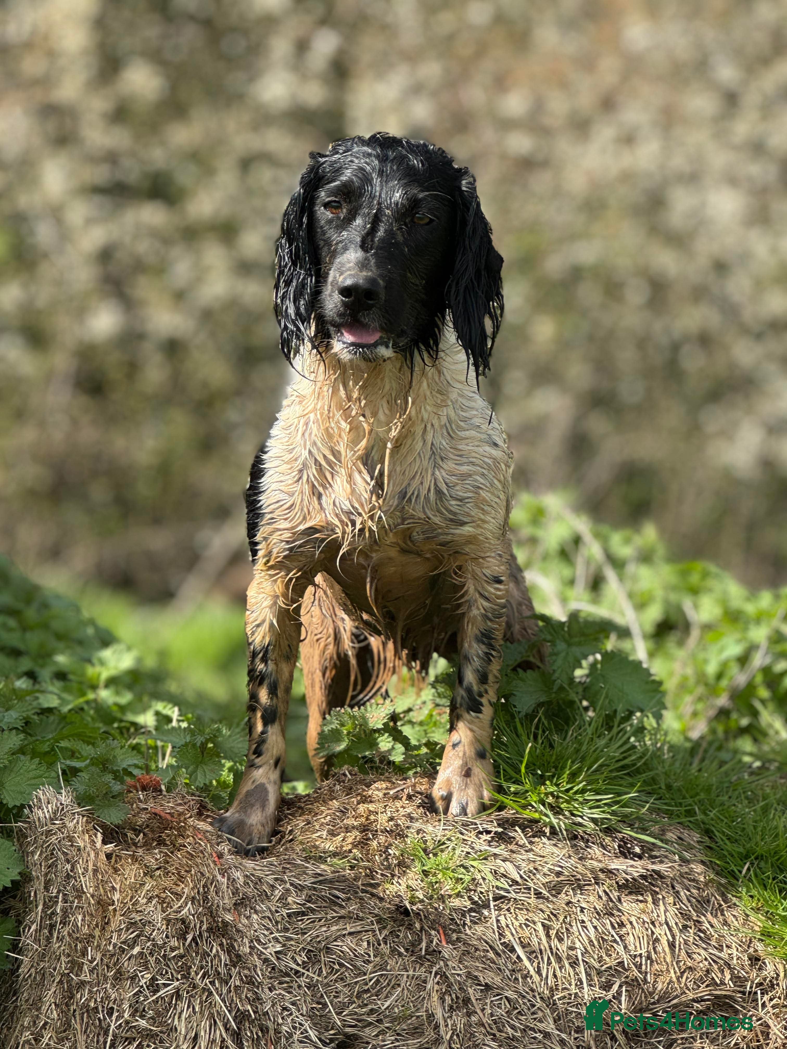 English Springer Spaniel dogs KC registered English springer spaniel puppies - Advert 1