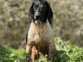 English Springer Spaniel dogs KC registered English springer spaniel puppies - Advert 1