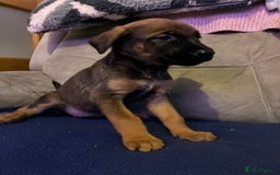 Mixed Breed dogs for sale: Doberman X Malanois  - Image 9