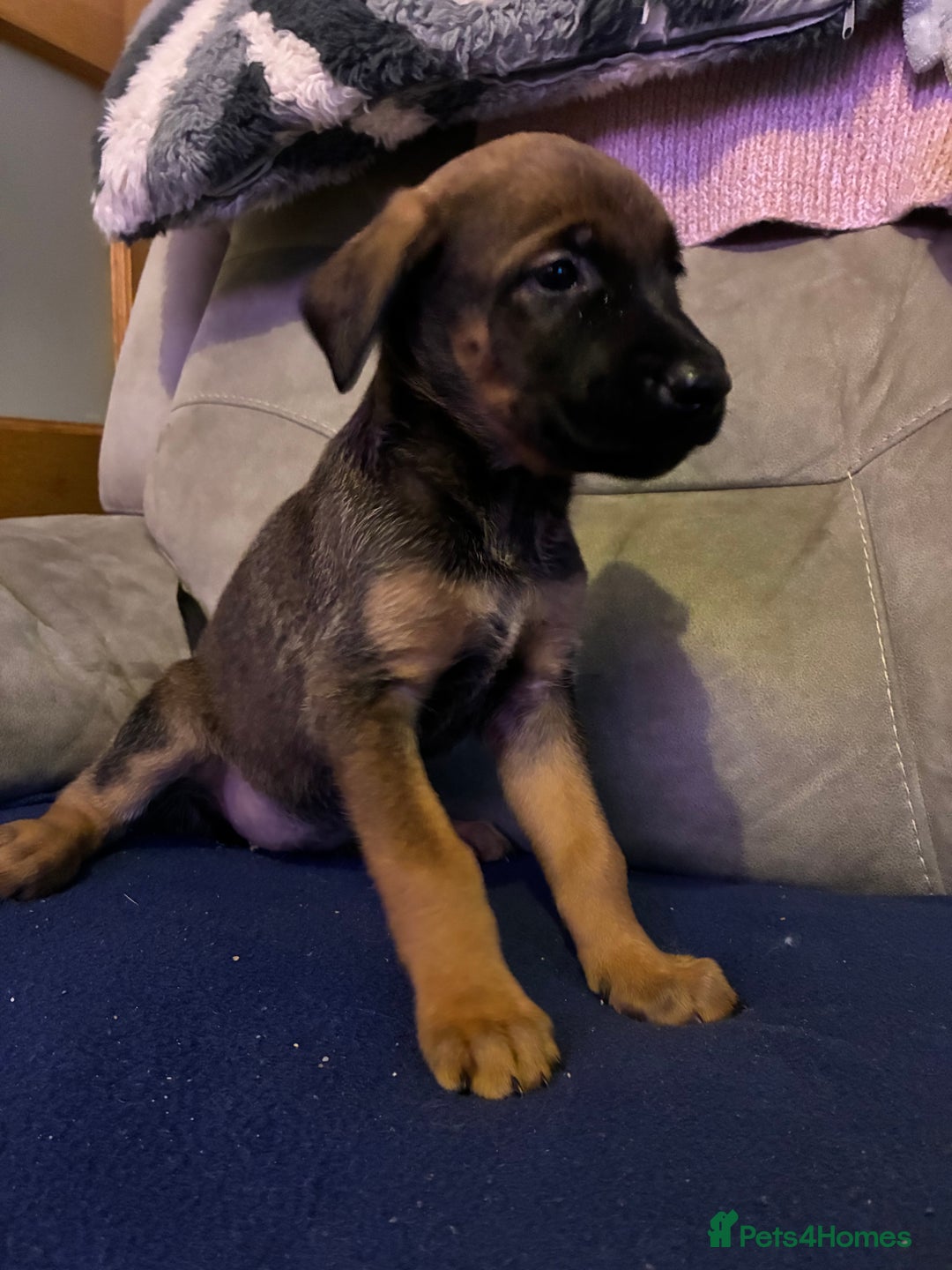Mixed Breed dogs for sale: Doberman X Malanois  - Image 9