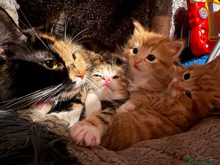 Mixed Breed cats Mixed Breed Kittens - Advert 3