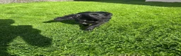 Cockalier dogs for sale: Fully vaccinated  - Advert 6