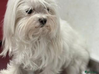 Maltese dogs - Advert 23