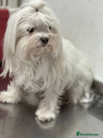 Maltese dogs - Advert 1