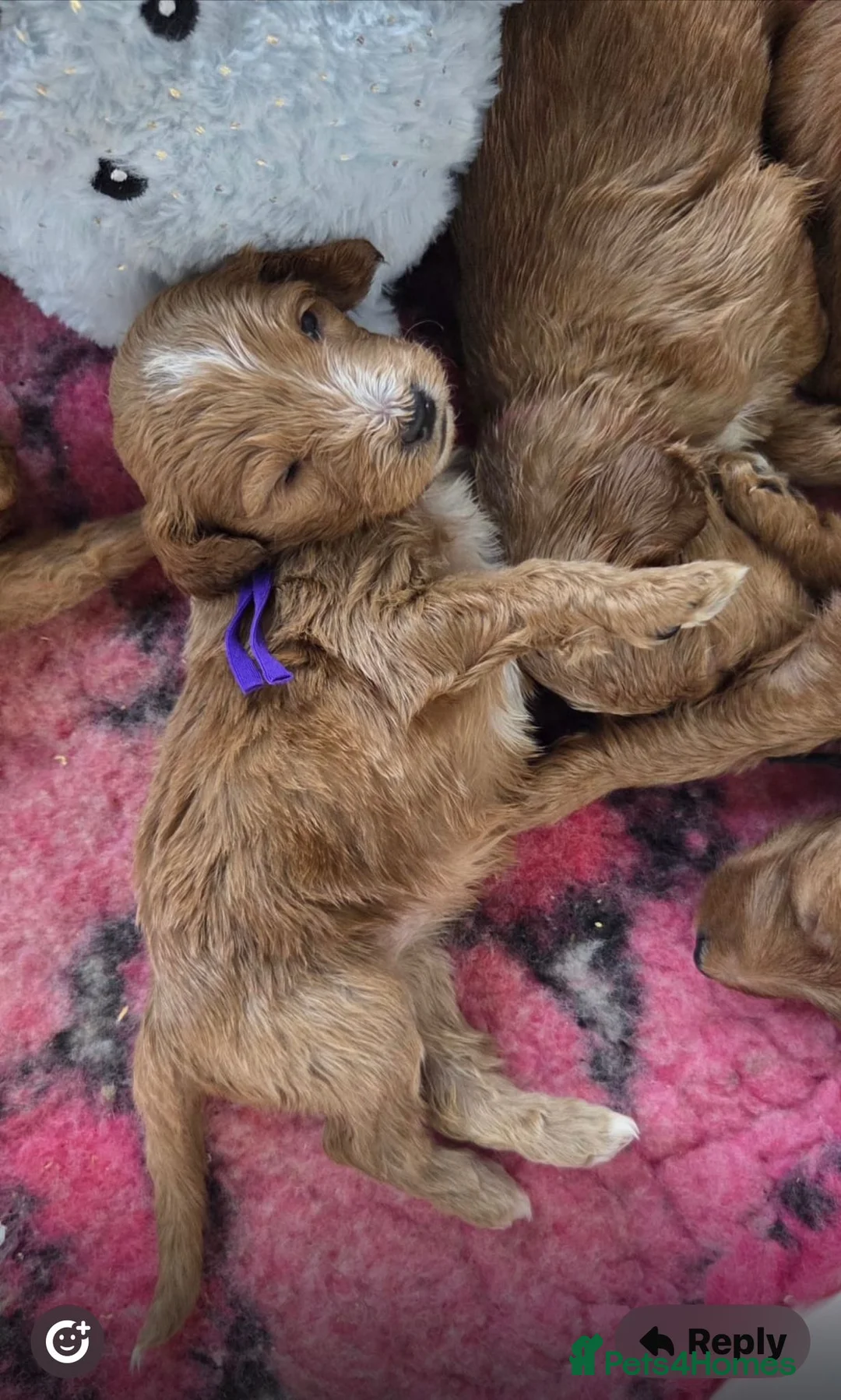 Australian Labradoodle dogs for sale: Therapy Dog Breeder - Advert 14