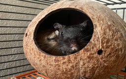 Gerbil rodents for sale: Whiskey and Bourbon male gerbils + set up/supplies - Image 9