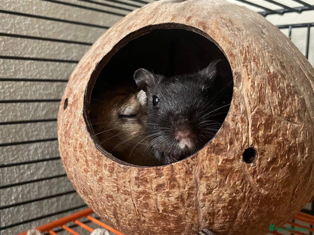 Gerbil rodents for sale: Whiskey and Bourbon male gerbils + set up/supplies - Image 9