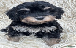 Cavapoo dogs for sale: Cavapoo female puppy - health tested - Image 5