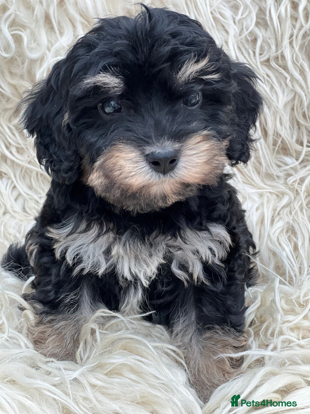 Cavapoo dogs for sale: Cavapoo female puppy - health tested - Image 5