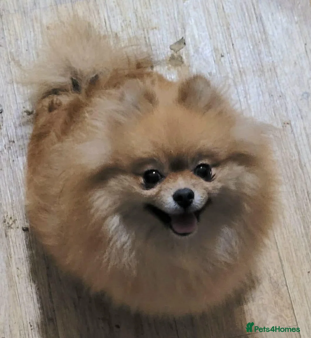 Pomeranian dogs for sale: POMERANIAN BOY  - Advert 5