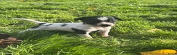 Jack Russell dogs for sale: jack Russel puppies for sale  - Advert 3
