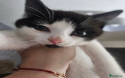 Mixed Breed cats for sale: Distinguish gentleman looking for forever home  - Advert 10