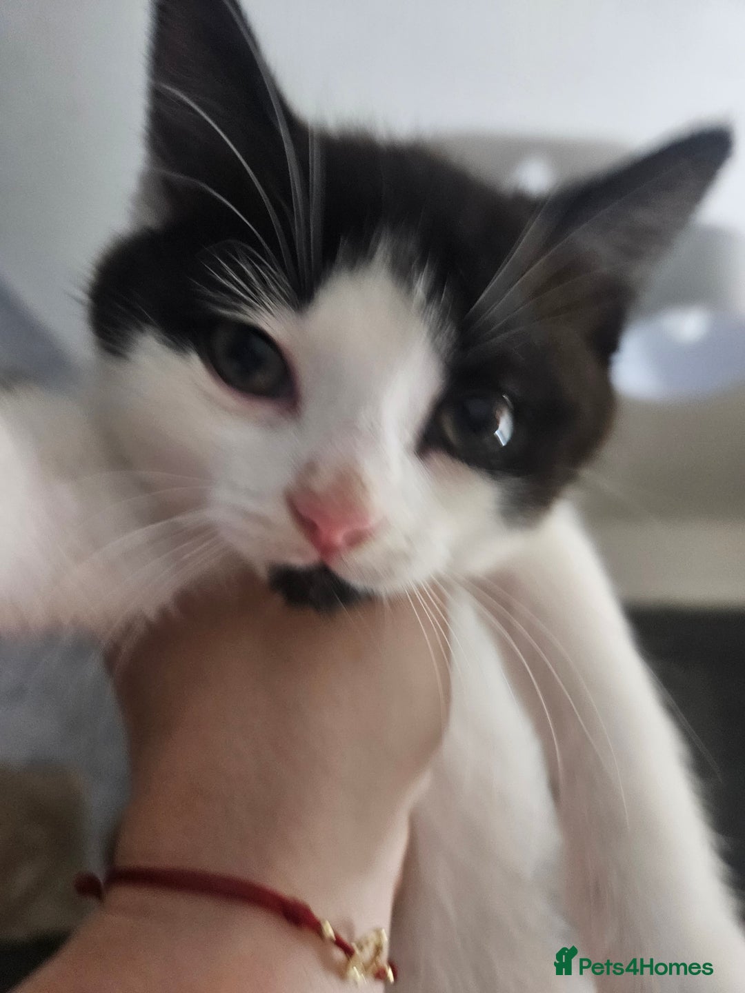 Mixed Breed cats for sale: Distinguish gentleman looking for forever home  - Advert 10