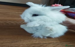 Lionhead rabbits for sale: 4 baby Lionhead rabbits - Advert 3