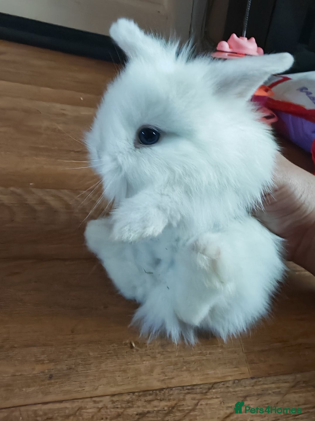 Lionhead rabbits for sale: 4 baby Lionhead rabbits - Advert 3