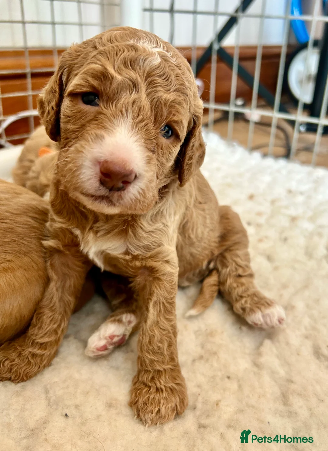 Double Doodle dogs for sale: Gorgeous Australian double doodle puppies - Advert 2