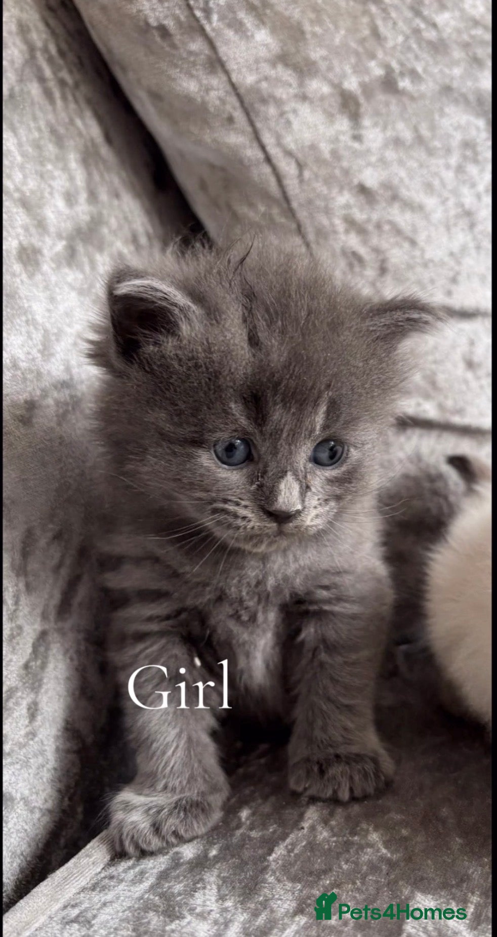 Ragcoon cats Ragcoon  - Advert 2