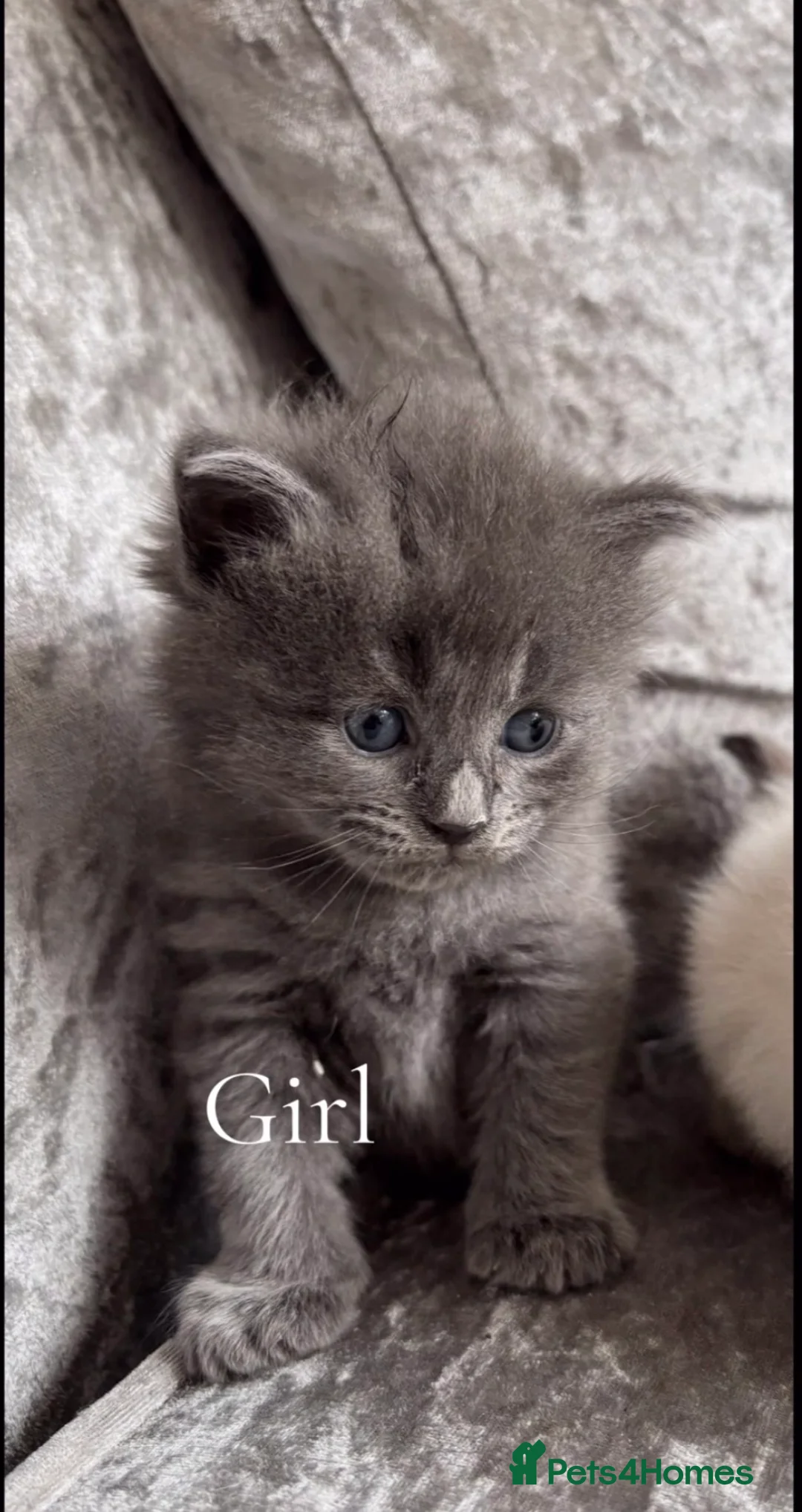 Ragcoon cats for sale: Ragcoon  - Advert 2
