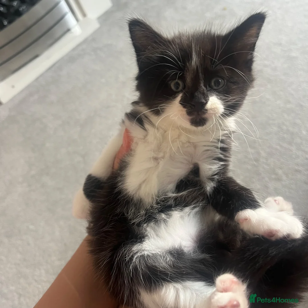 Maine Coon cats for sale: Grey Maine coon - Advert 4